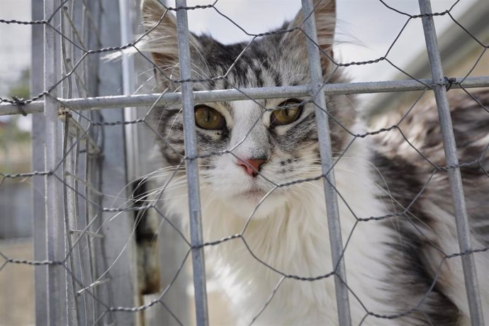 Archivo - Un gato observa