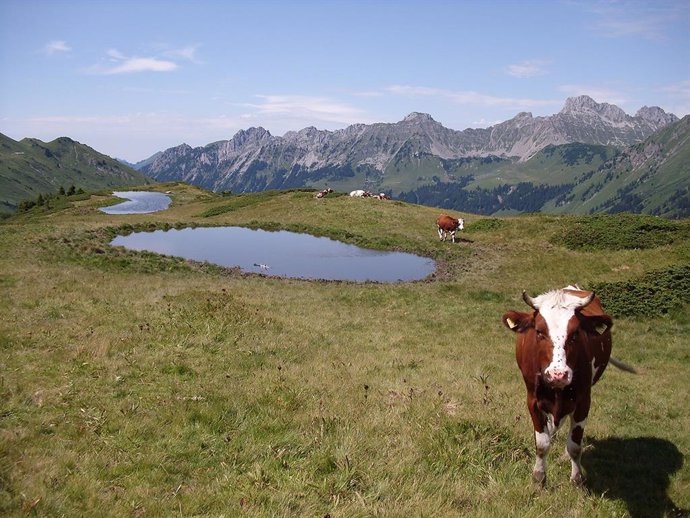 Archivo - Vaca al lado de un lago en las montañas de los Alpes