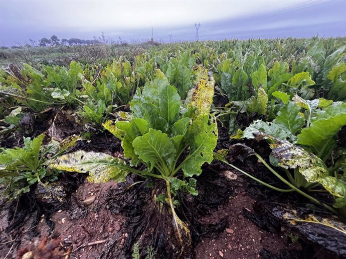 Cultivo de remolacha en La Rioja