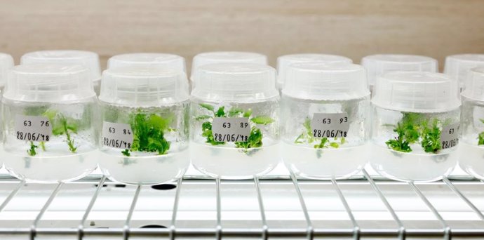 Imagen de vegetales en laboratorio