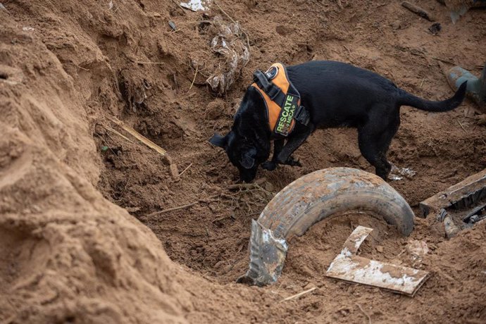 Un perro de los Servicios de Emergencia busca a una posible víctima, a 3 de noviembre de 2024, en Paiporta, Valencia