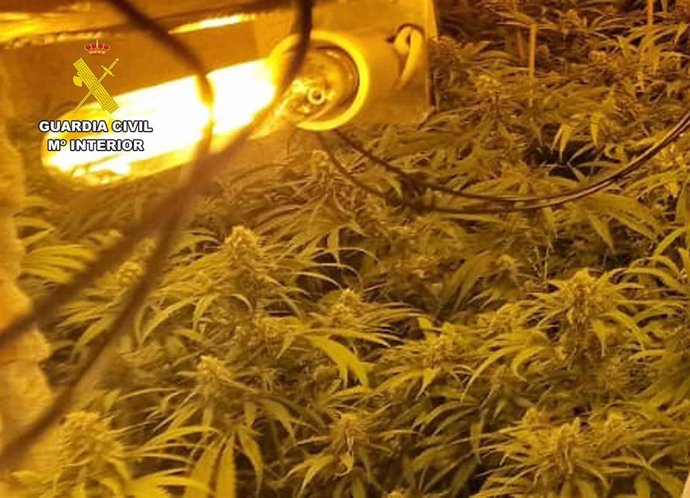 Imagen de archivo de una plantación de marihuana desmantelada por Guardia Civil.