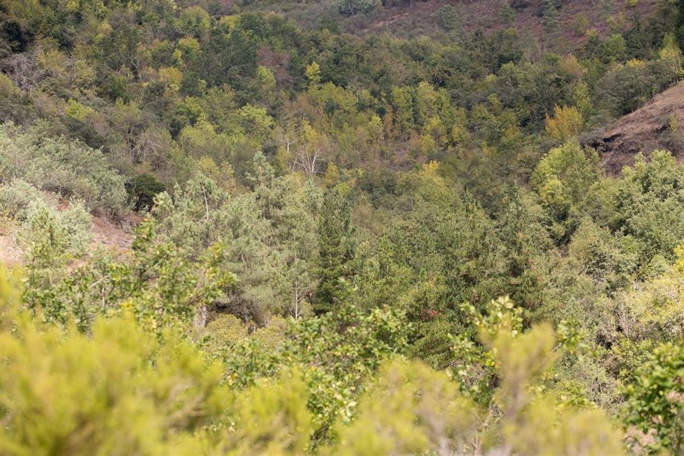 Archivo - Masa forestal entre las aldeas de Froxán y Vilamor, cuyos tonos comienzan a mudar de los verdes a los ocres, en los montes de la Sierra do Courel, en Lugo, Galicia (España), a 22 de septiembre de 2021, en Lugo, Galicia (España).