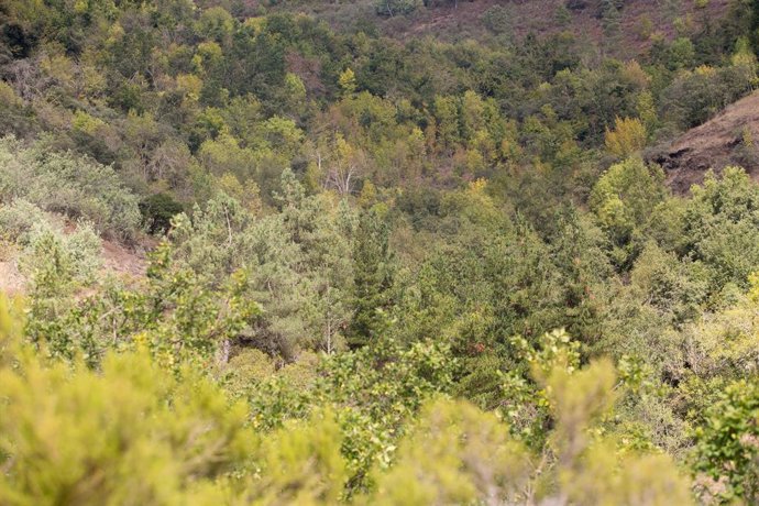 Archivo - Masa forestal entre las aldeas de Froxán y Vilamor, cuyos tonos comienzan a mudar de los verdes a los ocres, en los montes de la Sierra do Courel, en Lugo, Galicia (España), a 22 de septiembre de 2021, en Lugo, Galicia (España). Este miércoles a