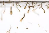 Foto: Las larvas de mosquitos crecen más rápido si están expuestas a determinadas bacterias