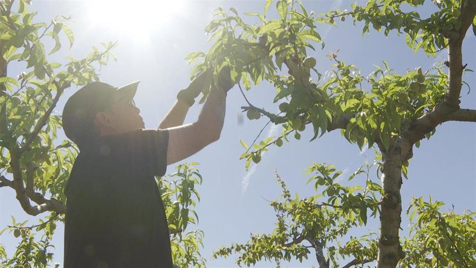 Archivo - Agricultores valencianos