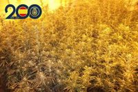 La Policía Nacional desmantela cinco puntos de cultivo de marihuana en la pedanía murciana de La Ñora