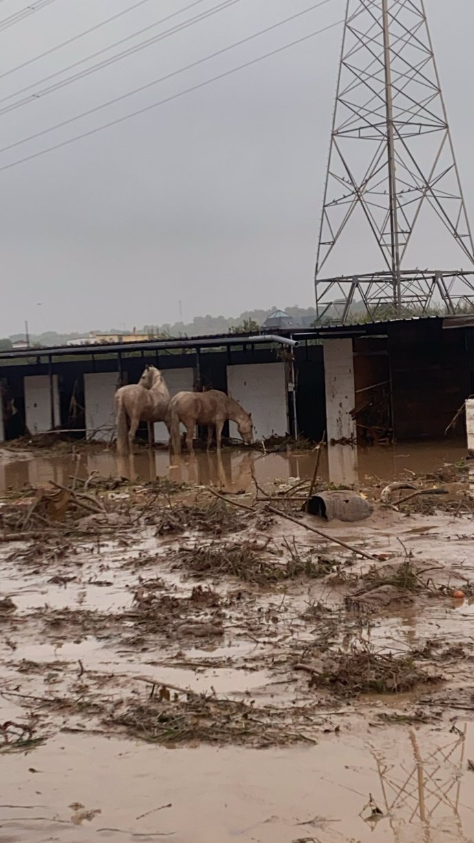 Animales en el entorno afectado por la DANA