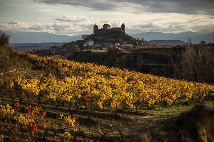 Archivo - Viñedo de Rioja