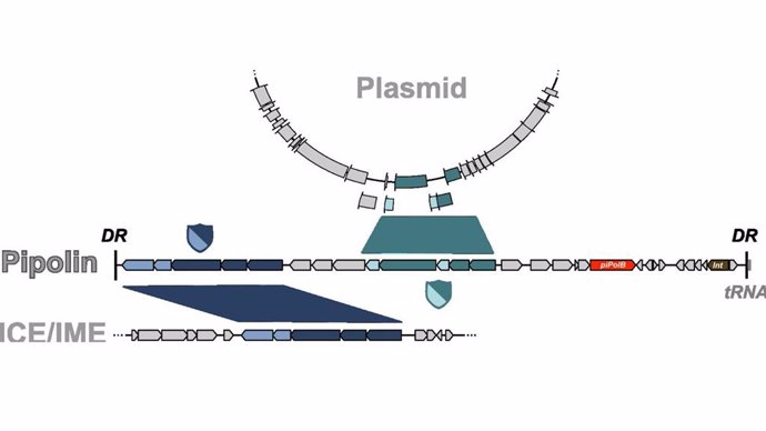 Investigadores de la Universidad Autónoma de Madrid han identificado elementos géneticos móviles que desempeñan un papel fundamental en la transferencia de sistemas de defensa entre bacterias.