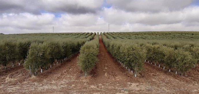 Archivo - Olivar superintensivo en Andalucía, en imagen de archivo