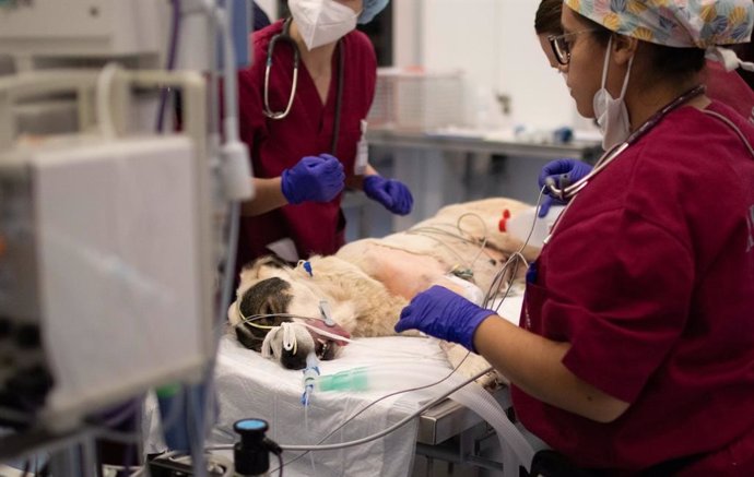 El Hospital Clínico Veterinario de la CEU UCH presta atención veterinaria a pequeños y grandes animales afectados por la DANA