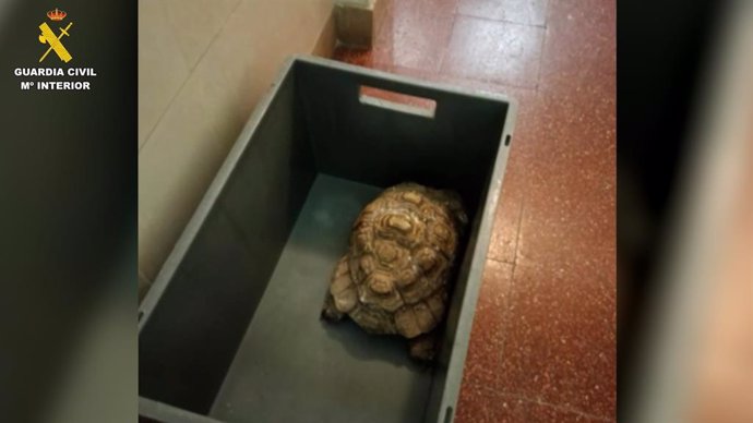 Tortuga aprehendida en una operación de la Guardia Civil en un zoo ilegal en Santa Cruz de Tenerife