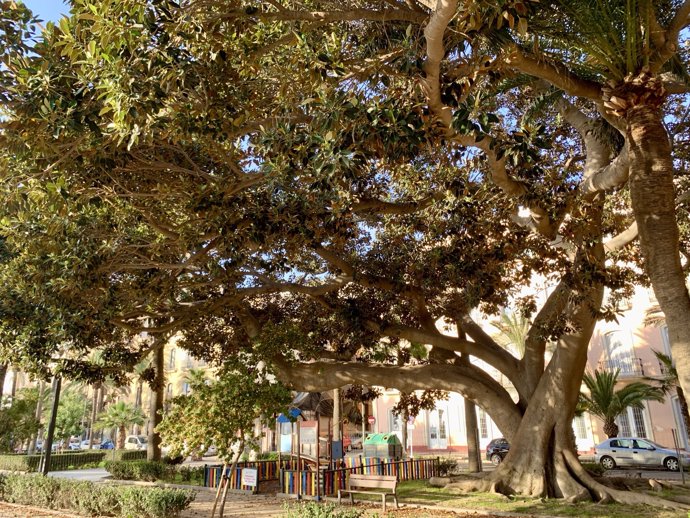 Ficus centenario objeto de la intervención en Almería.