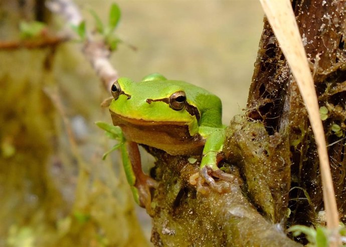 Investigadores de Oviedo y Doñana examinan el envejecimiento de las ranas de Chernóbil