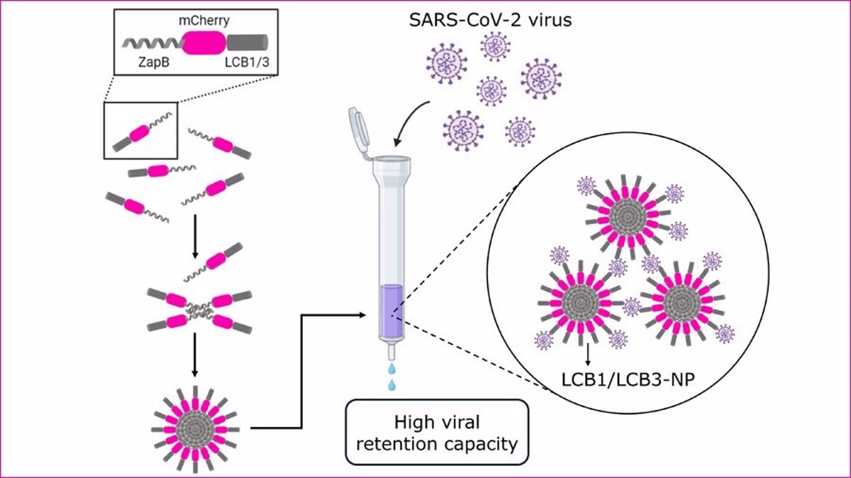 UAB researchers have developed nanoparticles that neutralize ‘large’ amounts of Covid-19