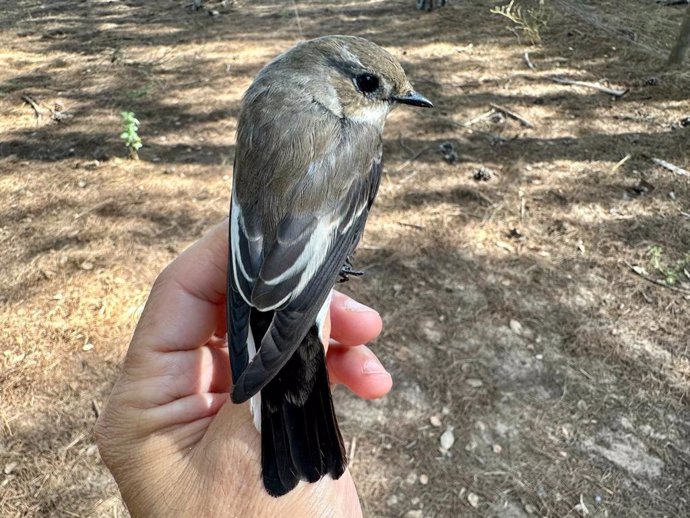 Papamoscas cerrojillo (Ficedula hypoleuca) en Doñana.