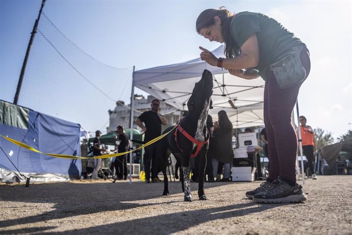 Un perro junto a una voluntaria del campamento solidario de animales en el campo de fútbol del CF Sporting Benimaclet, en València, el 6 de noviembre de 2024.