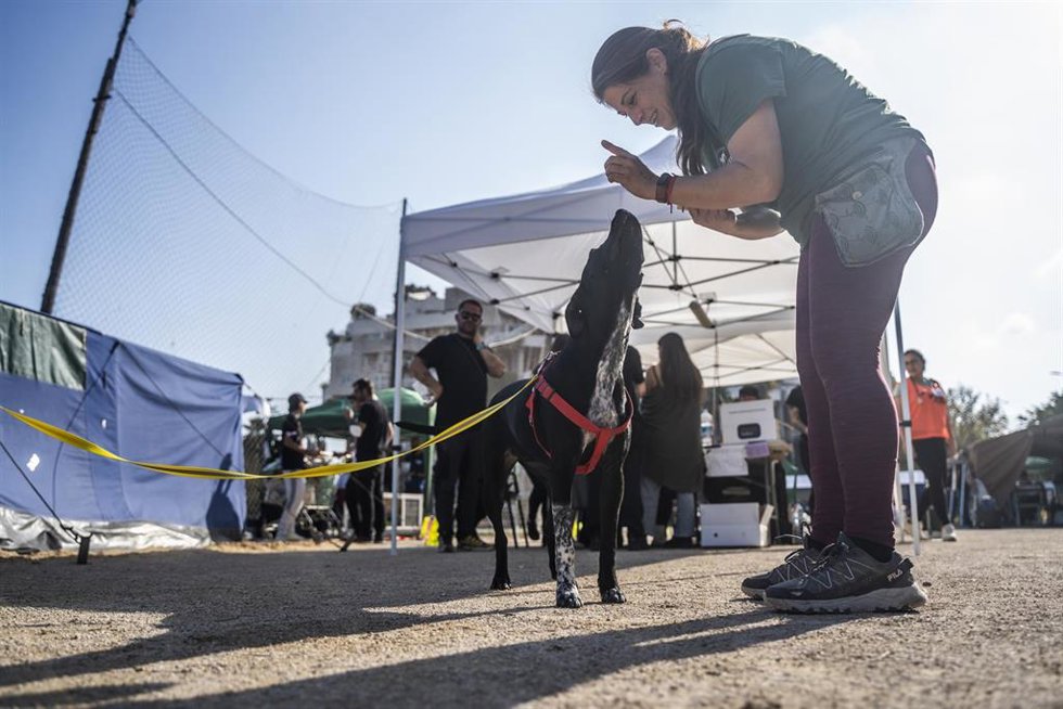 Un perro junto a una voluntaria del campamento solidario de animales en el campo de fútbol del CF Sporting Benimaclet, en Valncia, el 6 de noviembre de 2024.