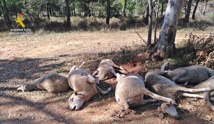 Cadáveres de ovejas