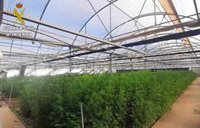Desmantelada en Chipiona (Cádiz) una macroplantación de marihuana en un invernadero con más de 1.500 plantas