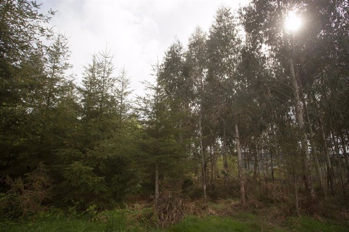 Archivo - Plantación mixta de pino y eucalipto en una parroquia de A Montaña lucense en Candaido, A Fonsagrada a 22 de abril de 2021, en Lugo, Galicia (España). 