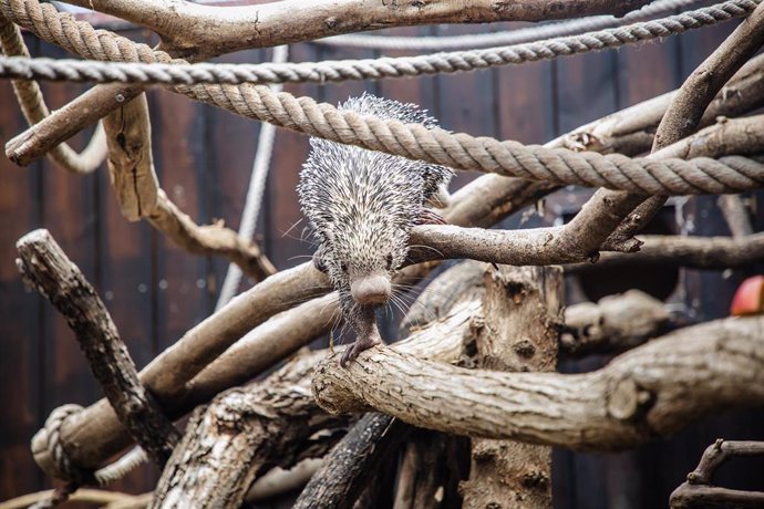 Archivo - El coendou, puercoespín del continente americano, se suma a la familia zoológica de Selwo Marina