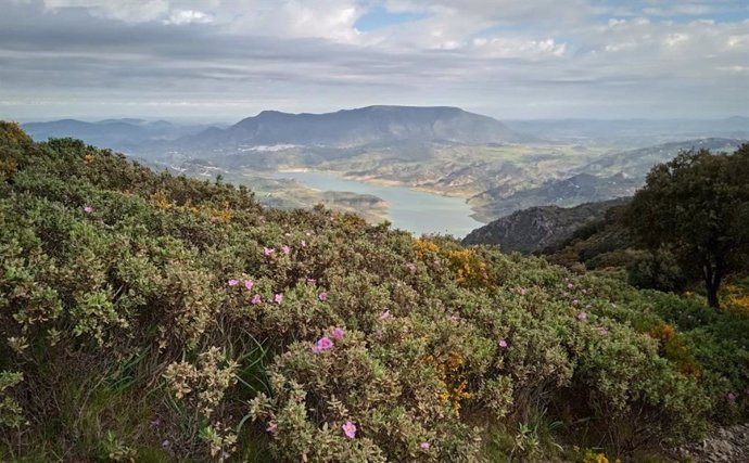 El asesor técnico de la Dirección General de Política Forestal y Biodiversidad de la Junta, Gabriel Gutiérrez Tejada, ha subrayado la relevancia de la colaboración público-privada como un principio fundamental del Plan Forestal Andaluz Horizonte 2030.