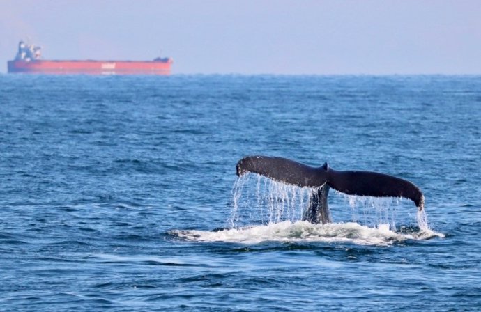 Los hallazgos indican que los PCB y el DDT siguen planteando amenazas décadas después de su prohibición, aun cuando la disminución de los niveles generales de contaminación demuestra el impacto positivo de las prohibiciones.