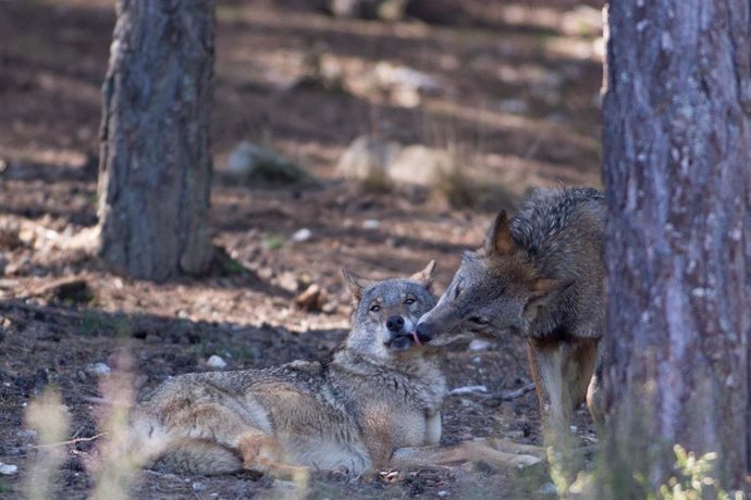 Archivo - Dos lobos ibéricos del Centro del Lobo Ibérico en localidad de Robledo de Sanabria