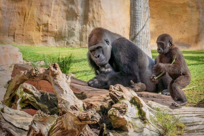 Echo y Ekan padre e hijo gorila occidental llanura Bioparc Fuengirola