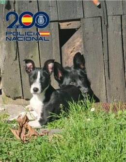 Perros abandonados en Avilés.