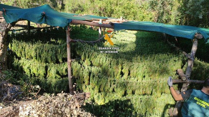 La Guardia Civil desmantela una plantación de marihuana que se ocultaba en el Parque Nacional Sierra de las Nieves de Málaga en el marco de la operación 'Balatín'