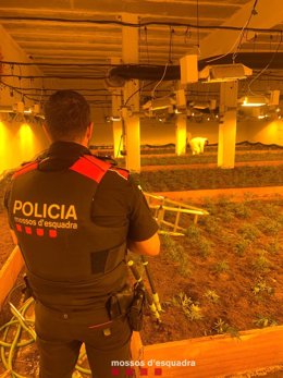 Un agente de los Mossos d'Esquadra en la plantación de marihuana desmantelada en la nave de Esparreguera (Barcelona)