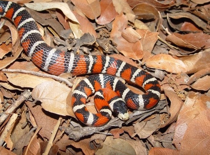 La serpiente real de montaña de Arizona, que no es venenosa y se parece a una serpiente coral venenosa, tiene una ventaja de supervivencia al advertir a los posibles depredadores que evitan a las coloridas serpientes coral.