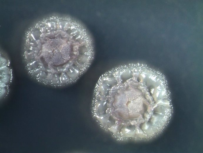 Imagen de la bacteria 'Streptomyces'