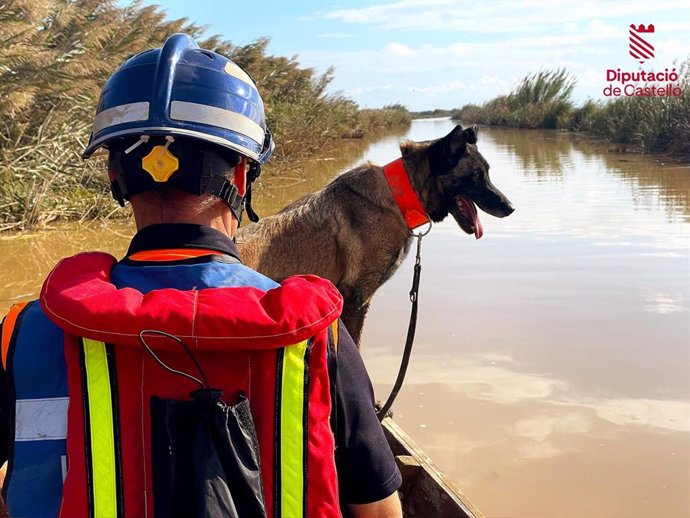 Archivo - Un perro ayudando en la búsqueda de desaparecidos