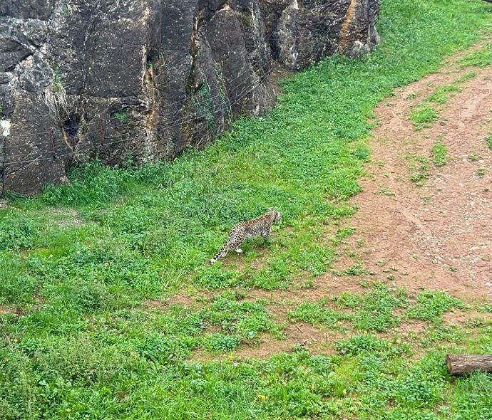 Archivo - Leopardo persa en el Parque de Cabárceno.