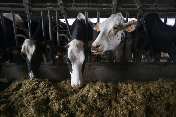 Archivo - Varias vacas en una ganadería de lácteo en la parroquia de Piñeiro, a 14 de noviembre de 2023, en Xermade, Lugo, Galicia (España). Son 18 comarcas veterinarias las afectadas por algún brote de Enfermedad Hemorrágica Epizoótica (EHE), la cual ha 