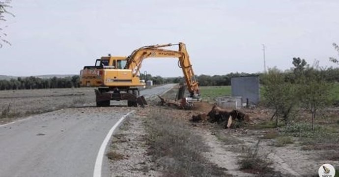 Trabajos de tala denunciados por Siece y ya paralizados por la CHG