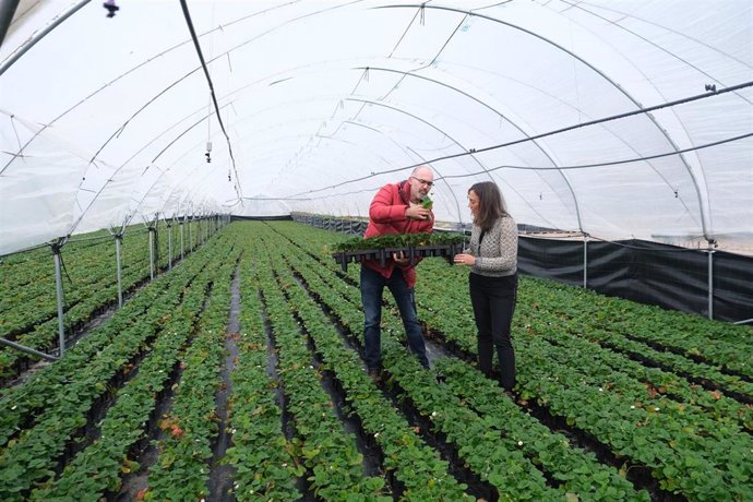 La consejera González Corral durante la visita a un invernadero de cultivo de plantas de fresa