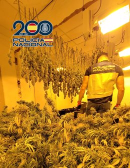 Seis detenidos y desmantelada una plantación de marihuana en una vivienda en Elda