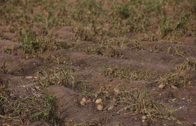 Estragos ocasionados por la DANA en un campo de cultivo. 