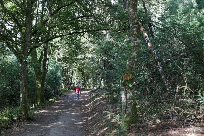 Archivo - Un bosque de frondosas, en la Ribeira Sacra, a 1 de octubre de 2021,en A Cova, Saviñao, Lugo, Galicia, (España). 