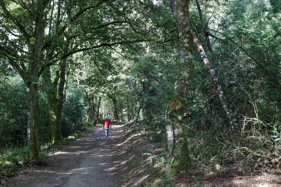 Archivo - Un bosque de frondosas, en la Ribeira Sacra, a 1 de octubre de 2021,en A Cova, Saviñao, Lugo, Galicia, (España). 