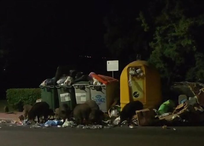 Vecinos y autoridades de Uceda lamentan los daños materiales causados por los jabalíes en la urbanización Caraquiz