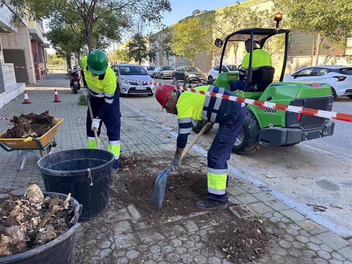 Imagen de una plantación de árboles en Sevilla