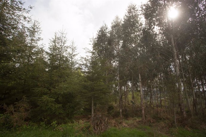 Archivo - Plantación mixta de pino y eucalipto en una parroquia de A Montaña lucense en Candaido, A Fonsagrada a 22 de abril de 2021, en Lugo, Galicia (España). La moratoria para la plantación de eucalipto entrará en vigor en mayo, para acelerar se está p