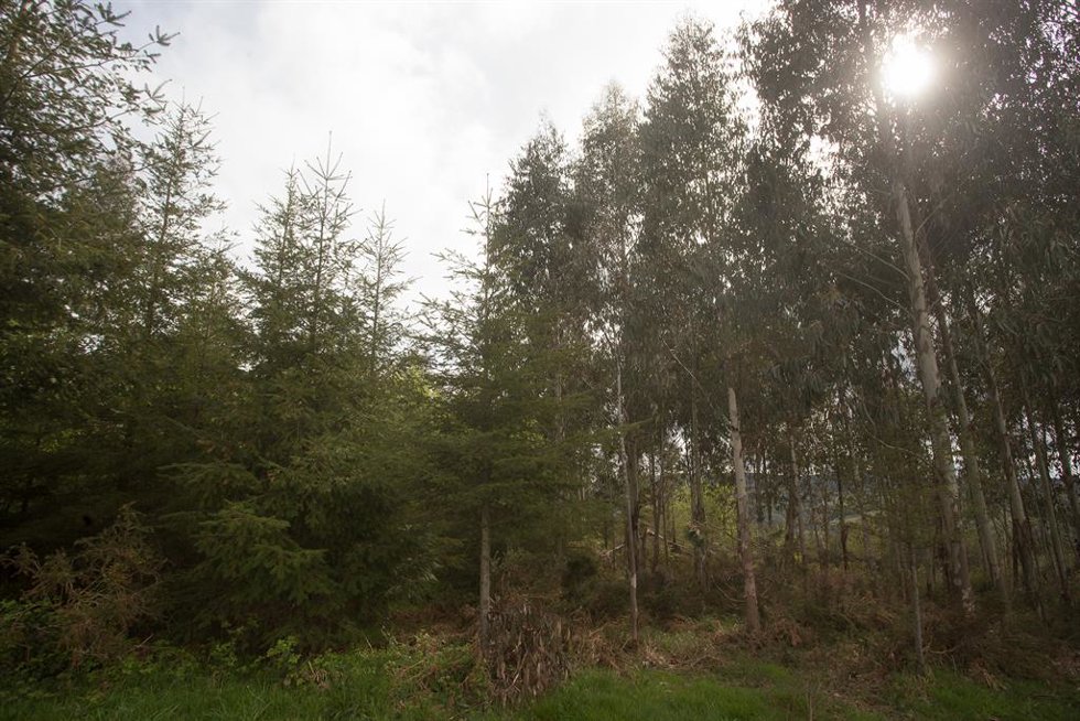 Archivo - Plantación mixta de pino y eucalipto en una parroquia de A Montaña lucense en Candaido, A Fonsagrada a 22 de abril de 2021, en Lugo, Galicia (España). La moratoria para la plantación de eucalipto entrará en vigor en mayo, para acelerar se está