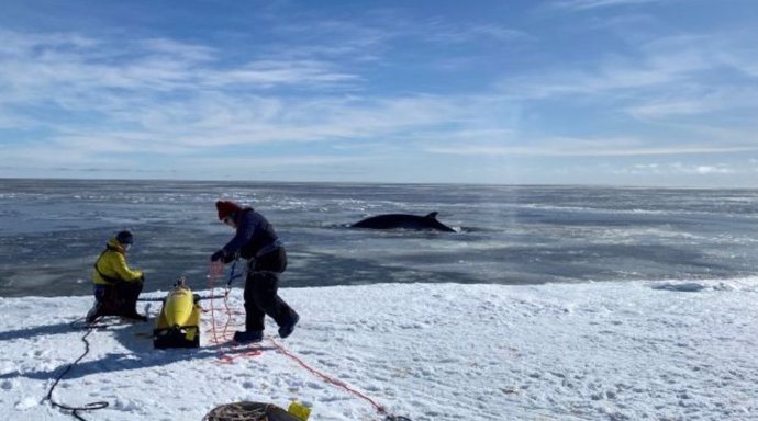 Una nueva investigación revela por primera vez cómo una importante plataforma de hielo antártica se ha visto sometida a un mayor derretimiento debido al calentamiento de las aguas oceánicas durante las últimas cuatro décadas.